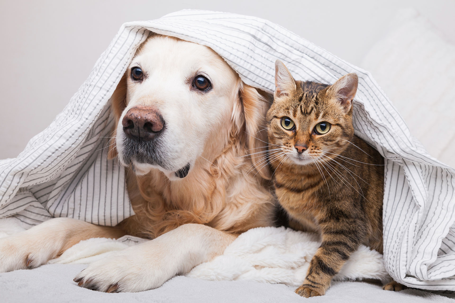 Foto Hund und Katze kuscheln
