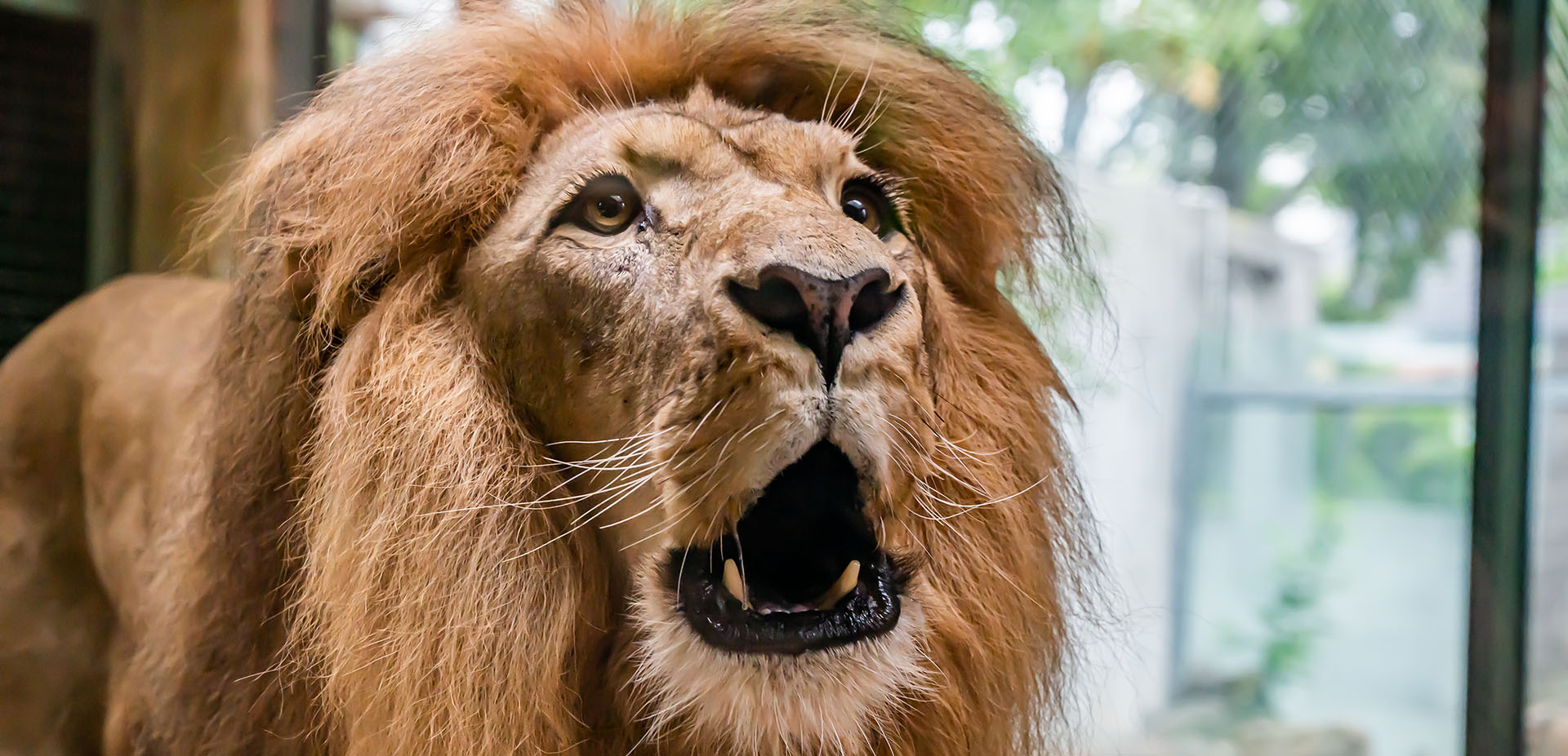 Löwe Akinda im Gehege vom Zoo Halle