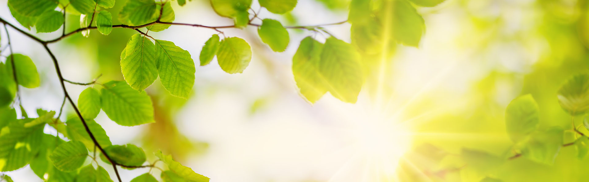 Panoramic view of the tree's branches with fresh young foliage.